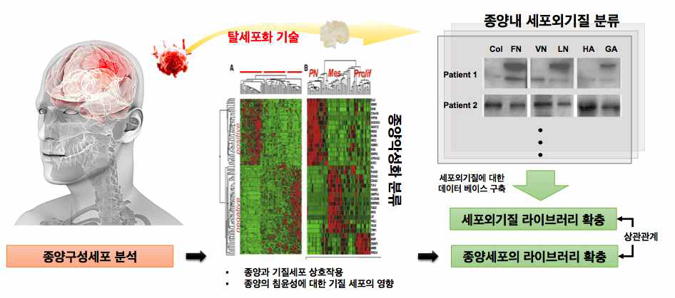 환자 종양 유래 기질세포의 종양 스페로이드 악성화 확인