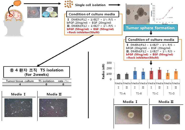 Tumor sphere isolation 방법을 이용한 세포 분리 기간 단축 결과