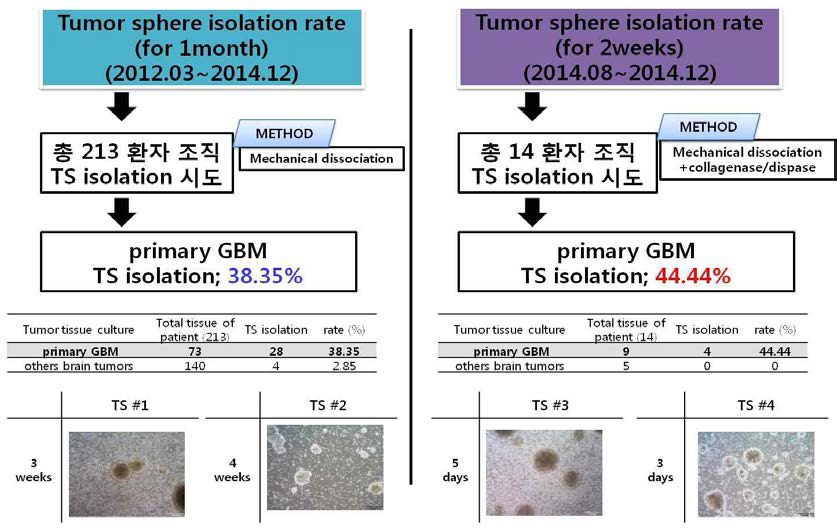 Tumor sphere isolation 방법을 활용하여 향상된 환자 유래 세포 분리 효율