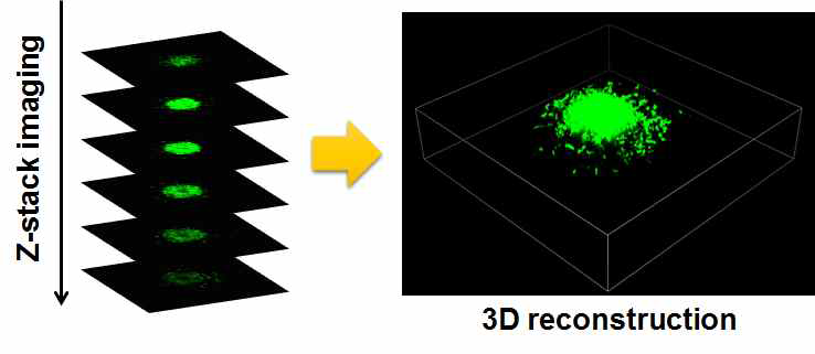 배양된 삼차원 다종세포 종양세포군의 특성을 분석을 위한 z-stack 컨포컬 삼차원 이미징