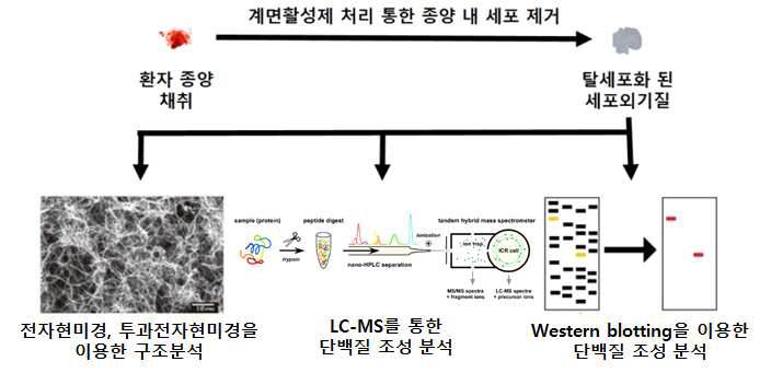 환자 채취 종양 내 세포외 기질물질 채취 및 분석 기술