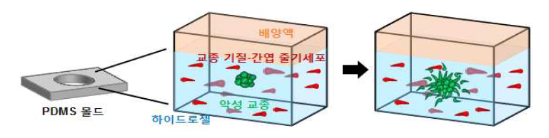 3차원 배양법을 이용한 암구형체-기질세포 동시배양기술