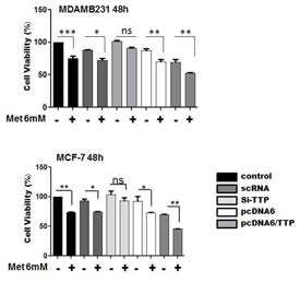 TTP mediates the anti-proliferative effect of metformin in cancer cells.