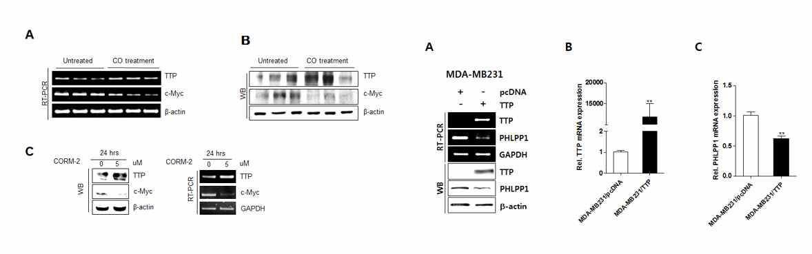 TTP is induced by CO and inhibits the expression of PHLPP1 gene