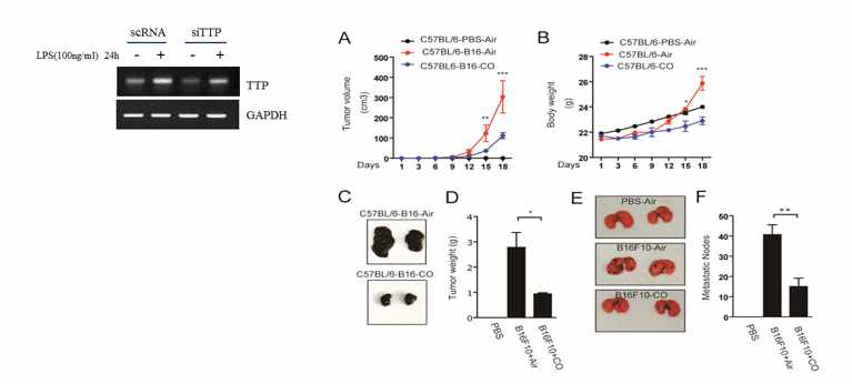 CO treatment inhibits the tumor growth in in vivo model.