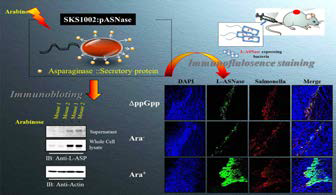 Salmonella 유래 L-ASNase의 종양 내 발현 및 분비 확인