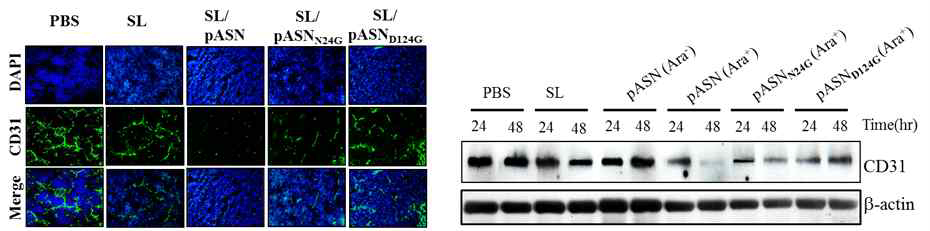 L-Asaparaginase의 신생 혈관 형성 억제 현상 관찰 (In vivo)