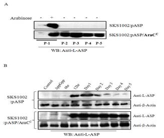 AraCC system 도입을 통한 L-Asparaginase의 지속적 생산 관찰 (in vivo)