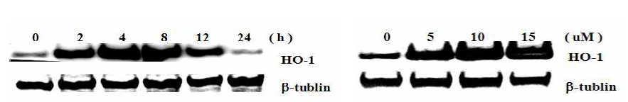 RAW264.7 세포에서 IK에 의한 HO-1 protein 발현 양상(Western blot)