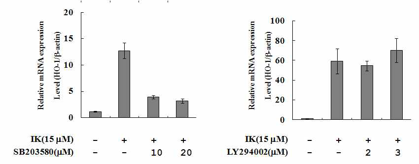 RAW264.7 세포에서 IK와 p38, PI3K inhibitors에 의한 HO-1 protein mRNA 발현 양상(real time PCR)