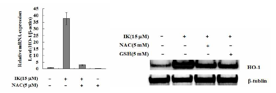 RAW264.7 세포에서 N-acetyl cysteine(NAC), IK와 JNK, ERK inhibitors에 의한 HO-1 protein mRNA 발현 양상(real time PCR)