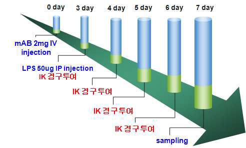 관절염 동물모델 제작 및 IK 효능 실험 모식도