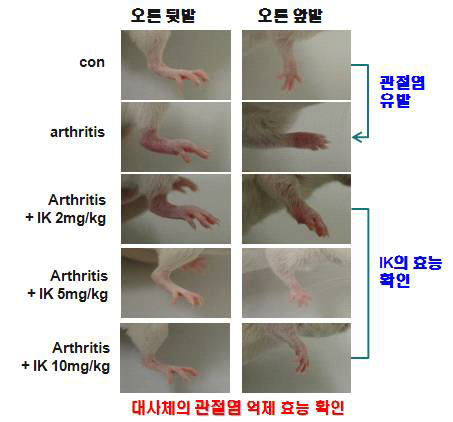 관절염 동물모델에서 IK의 부종 억제 효능