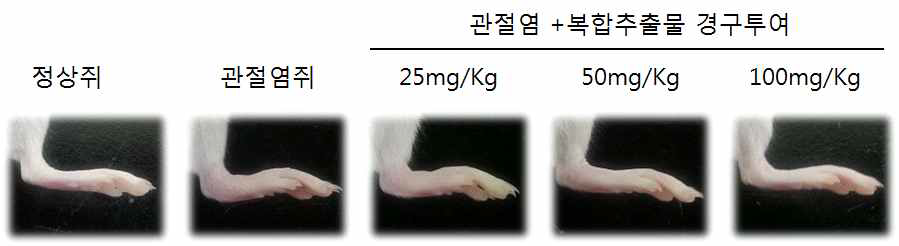 관절염 동물모델에서 복합추출물 경구 투여 후 뒷다리 변화