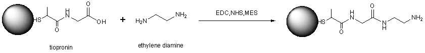 Tiopronin (TP) coated Au@NP와 ethylendiamine conjugation scheme