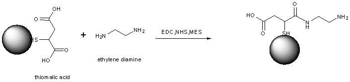 Tiomalic acid (TA) coated Au@NP와 ethylendiamine conjugation scheme