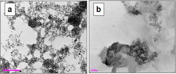 Bio-TEM. (a)=Tiomalic acid coated Au@NP and (b)=ED-Tiomalic acid coated Au@NP