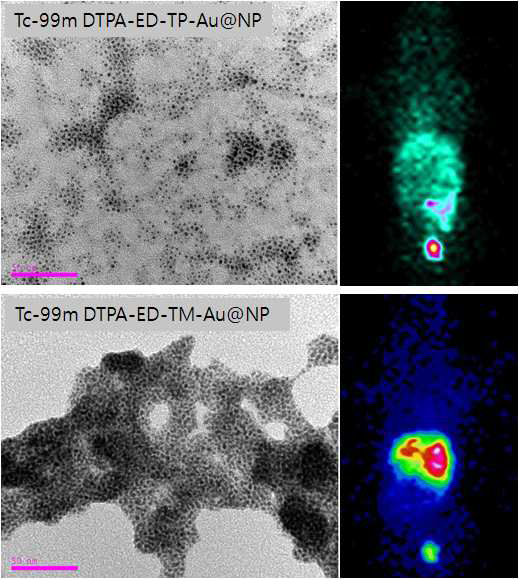 Tc-99m DTPA와 일부 결합시킨 ED-TP-Au@NP, ED-TM-Au@NP의 생체내 distribution