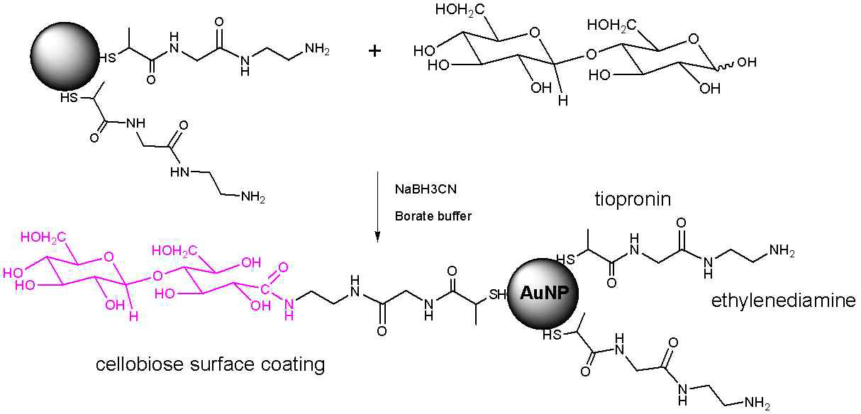 Scheme of cellobiose coated ED-TP-Au@NP synthesis