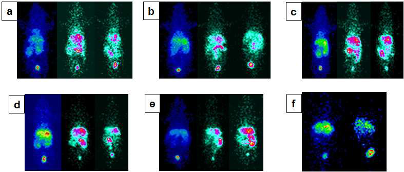 Gamma camera imaging결과. 골드나노입자에 Tc-99m을 표지하여 영상을 획득.