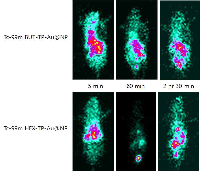 BUT-TP-Au@NP (위), HEX-TP-Au@NP (아래). 테크네슘으로 표지를 하고 꼬리정맥을 통하여 주사. BALB/C mouse
