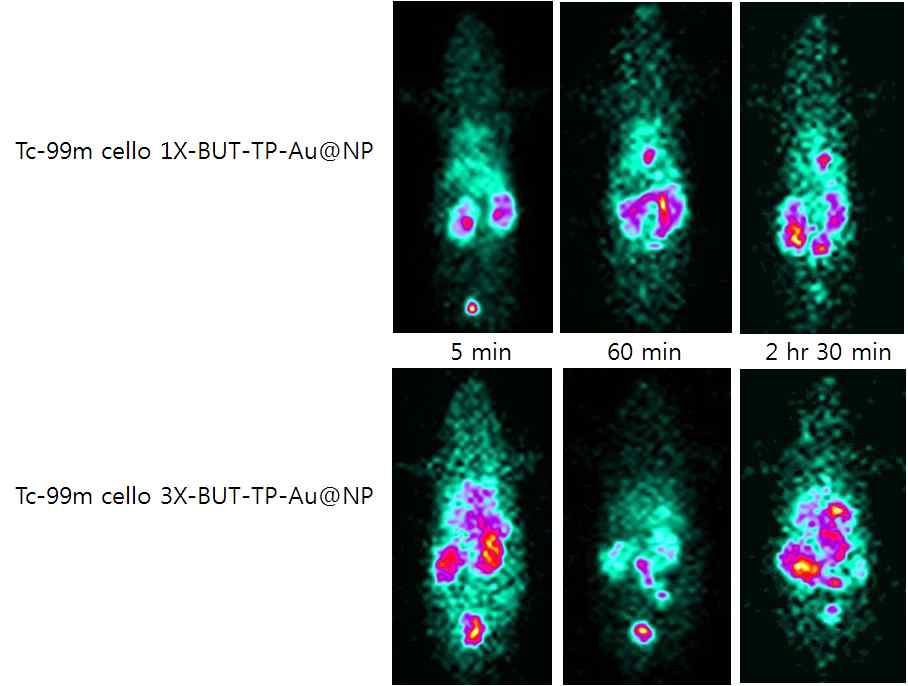 Cellobiose 1X-BUT-TP-Au@NP (위), Cellobiose 3X-BUT-TP-Au@NP (아래). 테크네슘으로 표지를 하고 꼬리정맥을 통하여 주사함. BALB/C mouse.