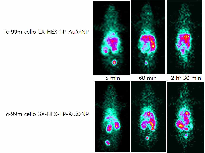 Cellobiose 1X-HEX-TP-Au@NP (위), Cellobiose 3X-HEX-TP-Au@NP (아래). 테크네슘으로 표지를 하고 꼬리정맥을 통하여 주사함. BALB/C mouse.