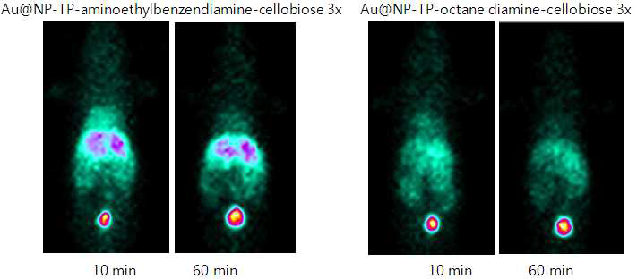 Aminoethylbenzeamine conjugated TP-Au@NP와 diaminooctane conjugated TP-Au@NP에 각각 과량의 cellobiose를 코팅하고 테크네슘으로 표지하여 생체내 분포를 관찰함.