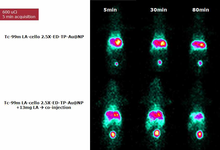 Tc-99m LA-cello 2.5X-ED-TP-Au@NP를 꼬리정맥으로 주사후 영상을 얻은 결과 간에만 집적되고 반면에 free LA를 같이 주사를 하면 간의섭취가 많이 줄어드는것을 알수 있음. 따라서 간세포표적을 한 것으로 보여짐.