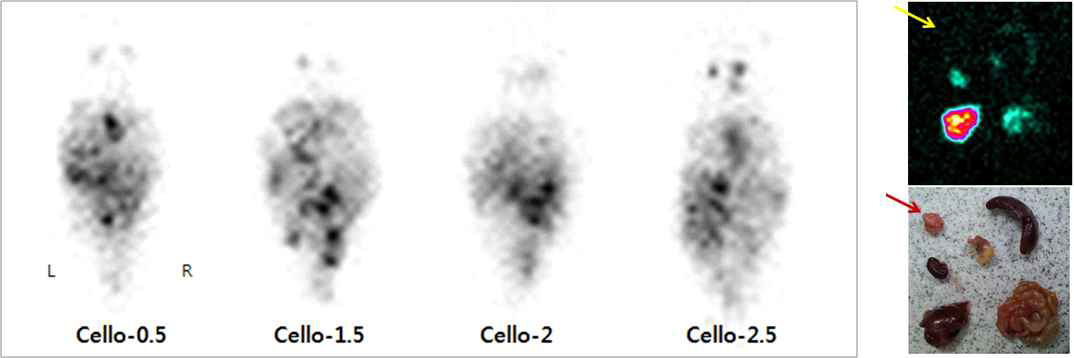 Gamma camera images of Tc-99m labeled cellobiose (2.5X mol%)-ED-TP-Au@NP.