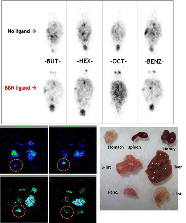 Gamma camera images of Tc-99m labeled BBN-cellobiose(2.5X)-BUT-TP-Au@NP, BBN-cellobiose(2.5X)-HEX-TP-Au@NP, BBN-cellobiose(2.5X)-OCT-TP-Au@NP, BBN-cellobiose(2.5X)-BENZ-TP-Au@NP. Five-minute pin-hole planar images were acquired at 3 h after i.p injection