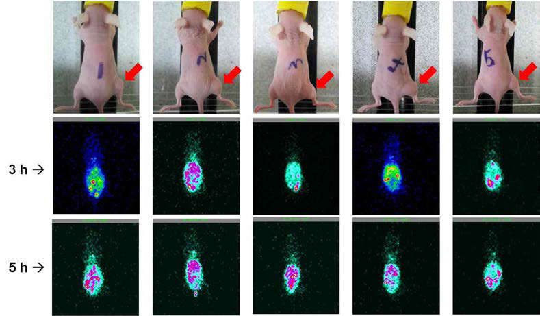 Tc-99m labeled BBN-cellobiose(2.5X)-BUT-TP-Au@NP, BBN-cellobiose(2.5X)-HEX-TP-Au@NP, BBN-cellobiose(2.5X)-OCT-TP-Au@NP, BBN-cellobiose(2.5X)-BENZ-TP-Au@NP in PC3 prostate cancer xenografted mice. Five-minute pin-hole planar images were acquired at 3, and 5 h after i.p injection.