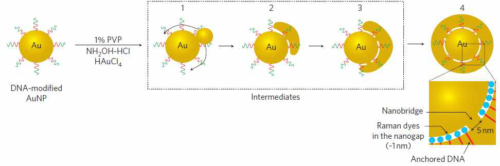 Gold nanoparticle size growth scheme.