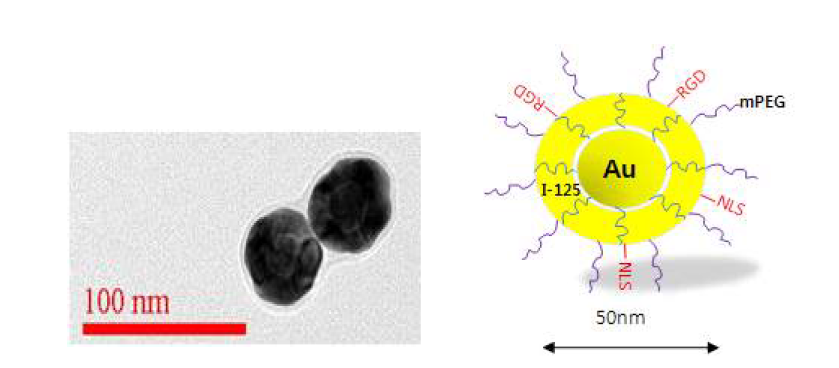 HR-TEM image of NLS/RGD-Gold nanoparticle size growth scheme.