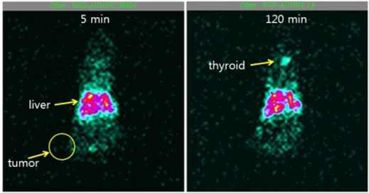 RGD-mPEG(5K, 10^3)-125I-SHPP-DNA-Au@NP 동물영상
