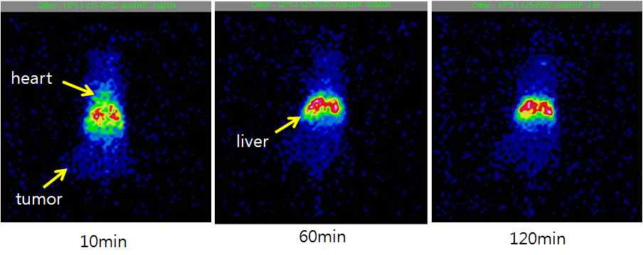 Pegylation 양을 달리한 cRGDyk-mPEG(5K, 10^5)-125I-SHPP-DNA-Au@NP 동물영상