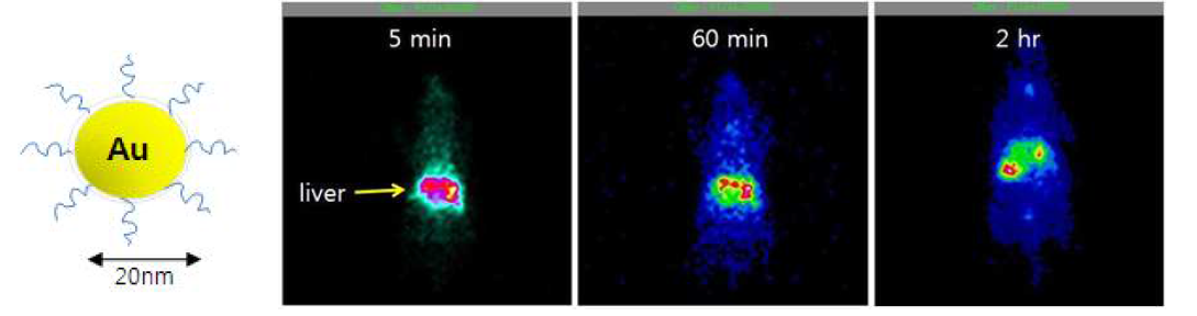 Poly-L-glutamic acid 코팅된 골드 나노입자 동물영상
