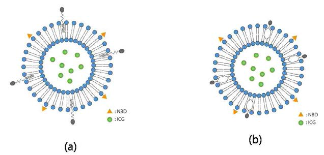 Lipid thin-film hydration/extrusion method 방법으로 제조한 M-EGn-LP-ICG와 M-LP-ICG의 구조