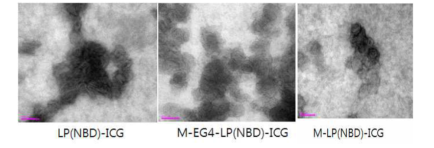 합성된 리포좀의 TEM image