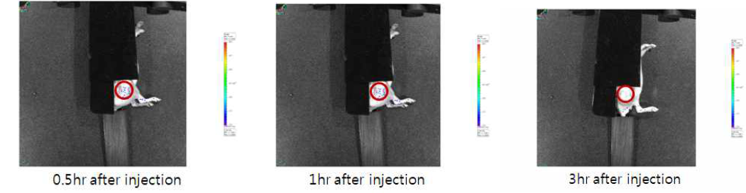 독소루비신과 ICG가 담지된 리포좀을 이용한 동물영상