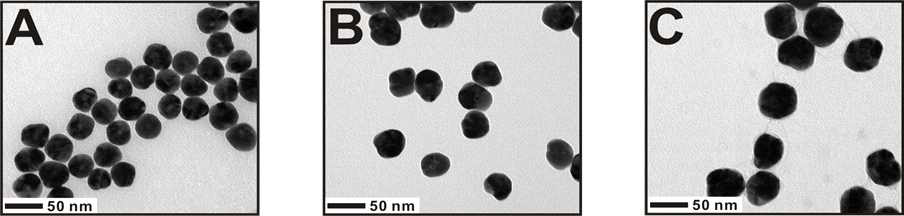 DNA가 결합된 5, 10, 20 nm 크기의 골드나노입자를 표지 후 size growth시킨 후에 Bio-TEM