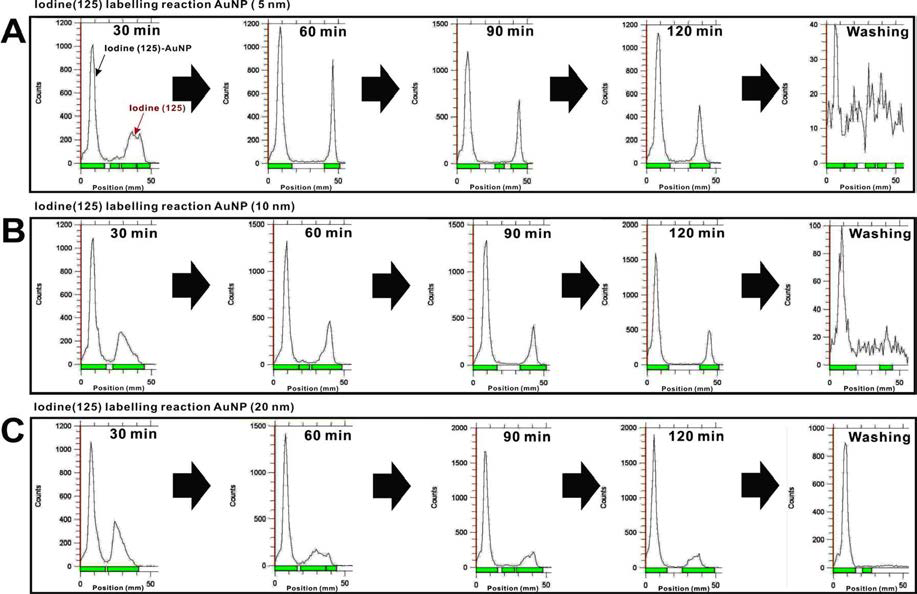 I-125 표지한 5, 10, 20 nm 크기의 골드나노입자의 동위원소 표지율