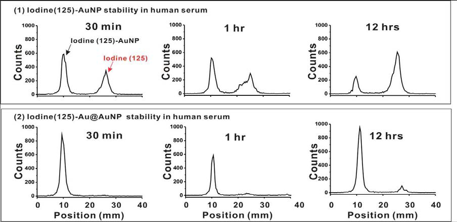 I-125 표지한 5, 10, 20 nm 크기의 골드나노입자의 human serum내의 안정성