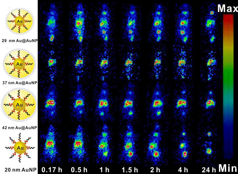5, 10, 20 nm 크기의 골드나노입자 동물영상