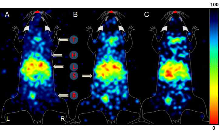 Static planar images of the BALB/c mouse administered with ~703 kBq of I-125 radiolabeled AUNP at 5 m (A), 30 m (B), and 60 m (C) post-injection. Arrows indicate the presence of the thyroid (T), heart (H), liver (L), stomach (S), and bladder (B).