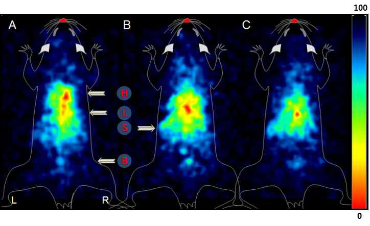 Static planar images of the BALB/c mouse administered with ~925 kBq of I-125 embedded core shell AUNP at 5 m (A), 30 m (B), and 60 m (C) post-injection. Arrows indicate the presence of the heart (H), liver (L), stomach (S), and bladder (B).