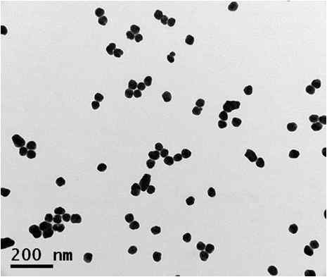 아데닌 그룹 결합 20 nm 골드 입자의 size growth에 Bio-TEM