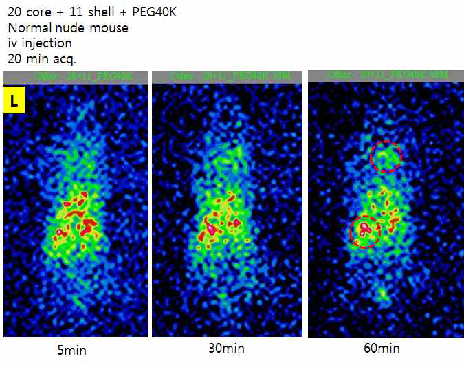 20 nm 골드 입자에 (3’-SH-(CH2)3-A10-PEG9-AAACTCTTTGCGCAC-5’)를 결합시키고 표지 후 분자량이 40000인 PEG 고분자를 10^4으로 결합시킨 후 동물 영상