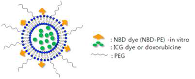 PEG2000을 이용하여 표면이 개질되고 항암 약물인 doxorubicin이 담지된 리포좀 (LCLP-Dox) 제조