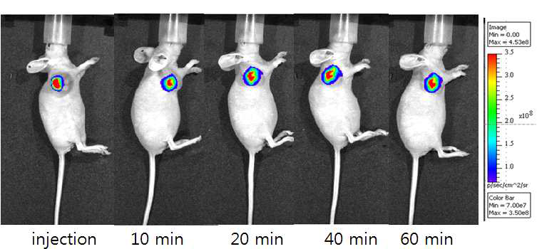 CT26 종양모델을 가진 마우스에 intratumal 방법으로 LCLP-ICG(1mM)를 주입만 마우스의 시간에 따른 광학영상